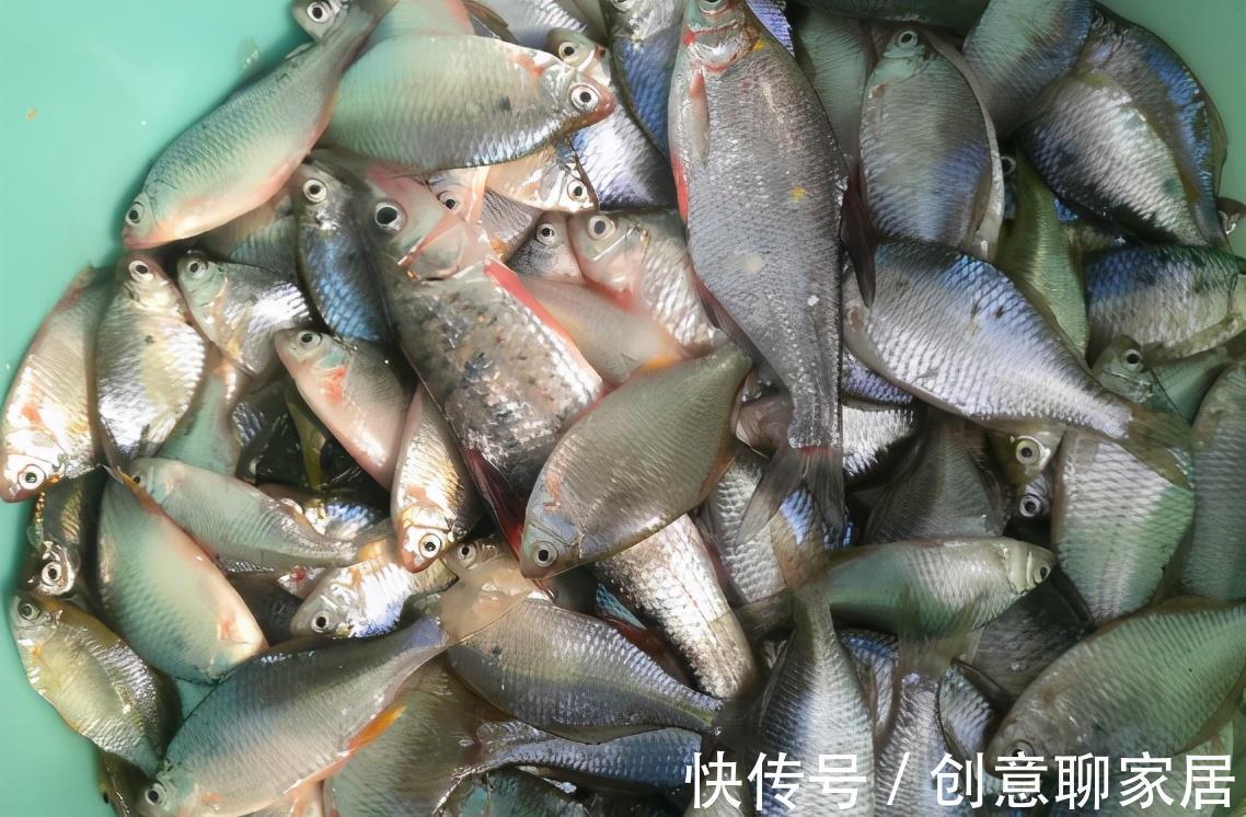 刀鳅|钓鱼人口中的“四大害鱼”，钓鱼时最怕碰到了，其实味道都很鲜美