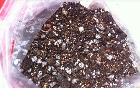 养花“不买”营养土,回家找“4种料”掺一掺,养啥花都旺爆盆