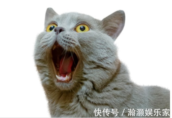 鸡蛋比茄子吸油,鹅肉比海鲜还升尿酸!13个奇怪又巨有用的冷知识