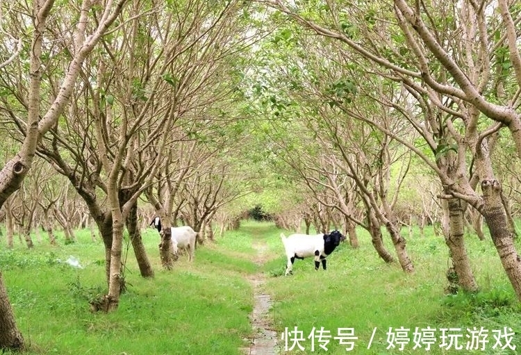 秋天|看一眼就心动！嘉定秋日第一波美景来了