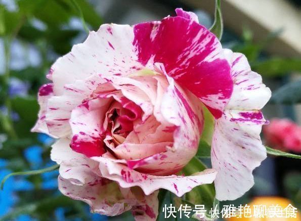 花色|美艳动人的3款花，花色美丽，香气四溢，四季都开花，养护也容易