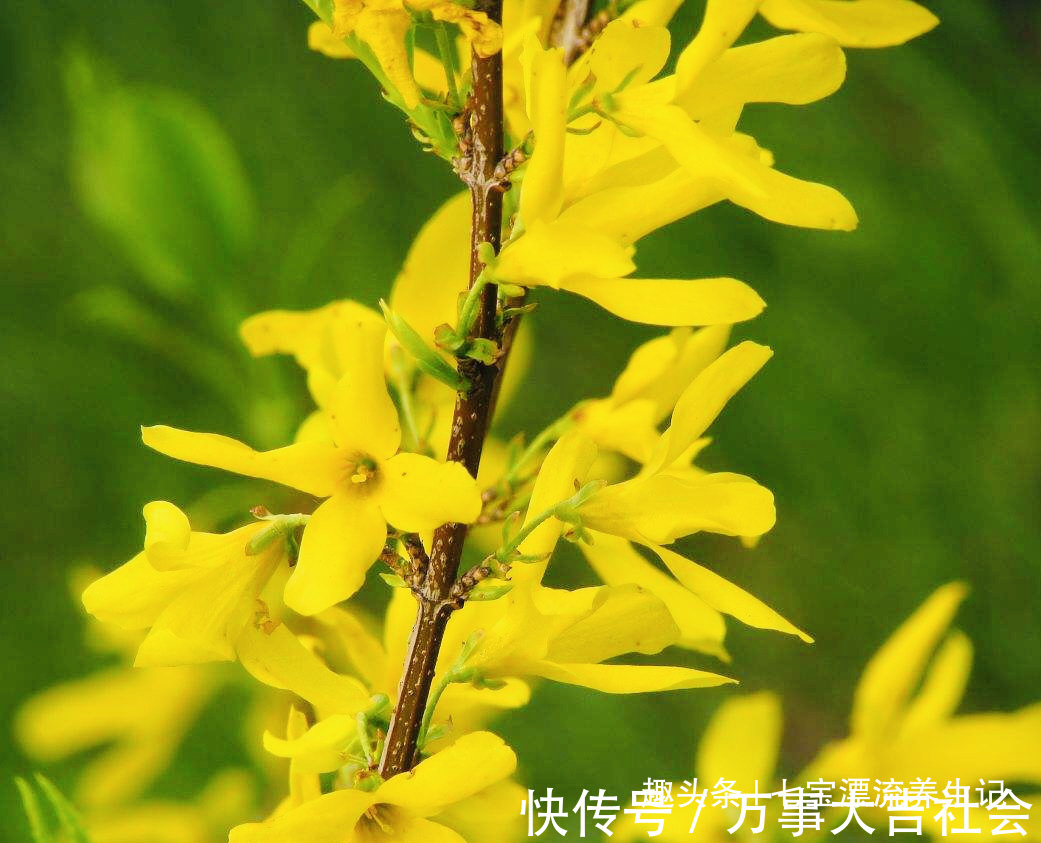 清热解毒|入秋后，癌症高发期，女性多食此花，防止妇科炎症，远离乳腺癌