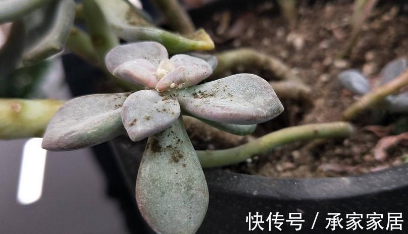 重症|立秋前后,蚧壳虫来袭咋办?养多肉轻症用蚊香,重症才用杀虫剂
