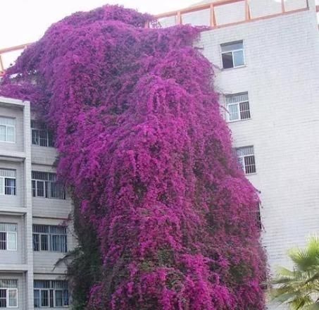 养爬墙花卉,盆底下埋几粒“这东西”,三个月长成瀑布