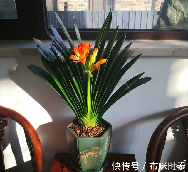 5种“漂亮花”,名字里都带有一个“兰”字,开花时太美了