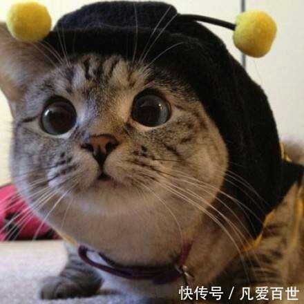 |搞笑动图:看我一动一动的猫耳朵,帅不!