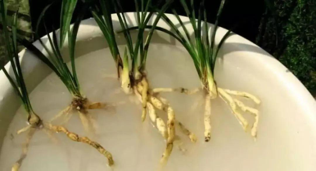 扦插|不用扦插,养花1盆变10盆,把根一掰,成活率翻倍!