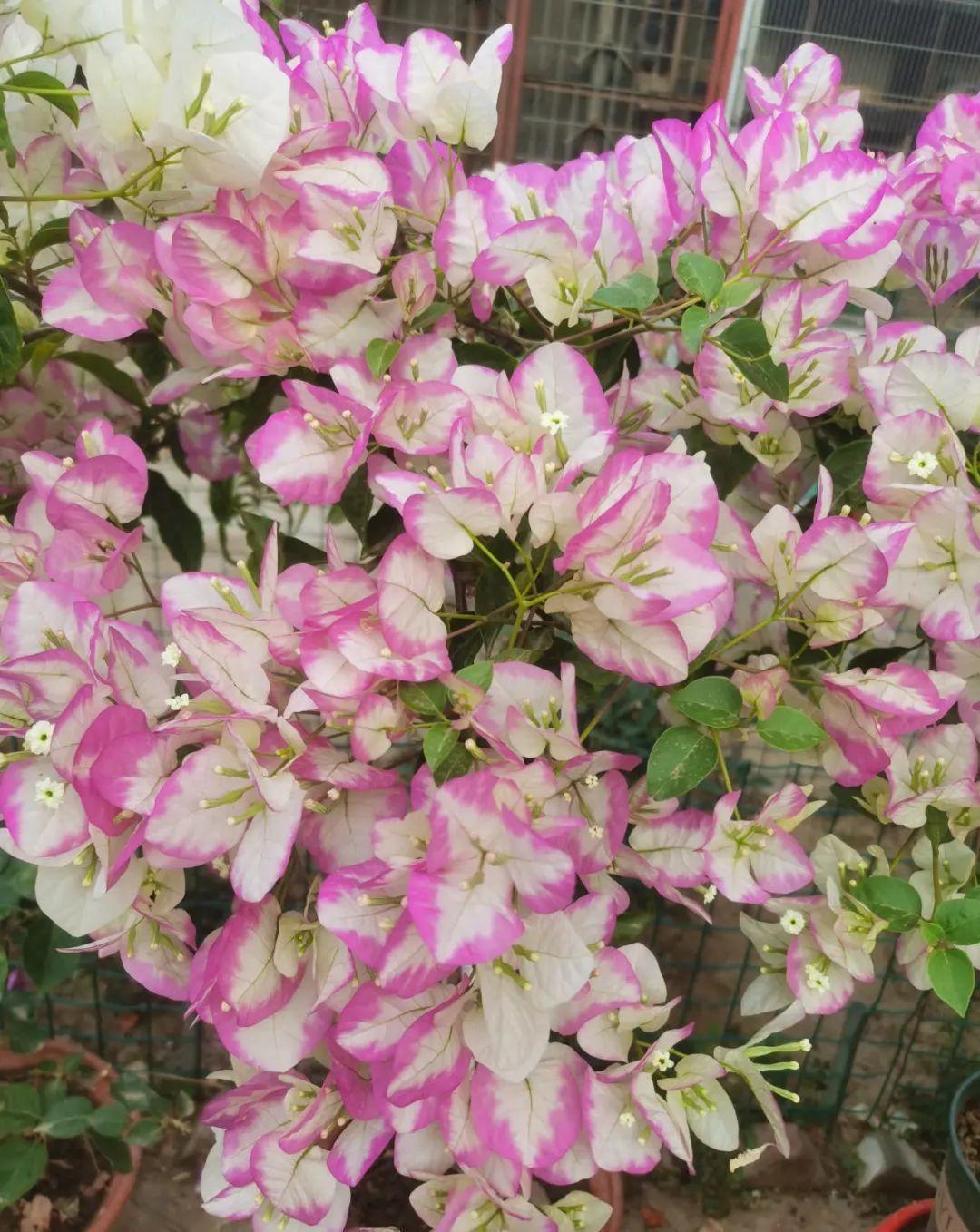 风雨兰|从养花大神家,偷来3个爆花技巧,快学,24小时后删