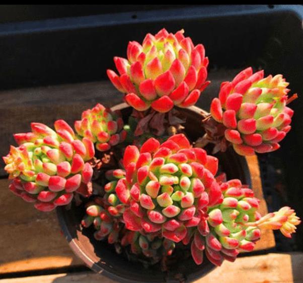 十月养多肉，教你几个小技巧，快速上色，30天养成群生肉墩子