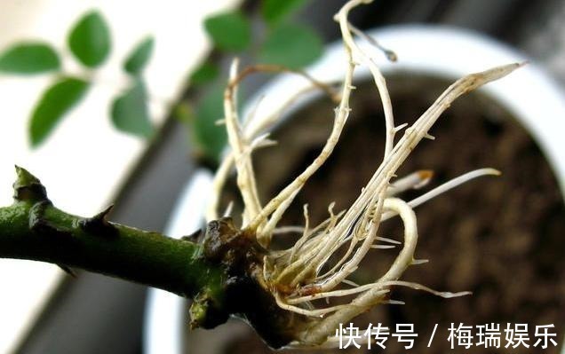 多肉|“塑料瓶”竟是养花神器,学会“4种”用法,一生受用、养花旺