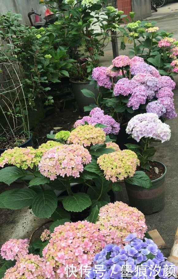 绣球要富养,越富花越大,美不胜收,宛若仙境!