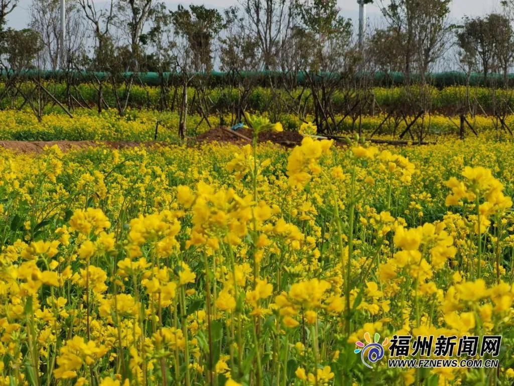 老年|假期余额不足，快去赏花！（附攻略）