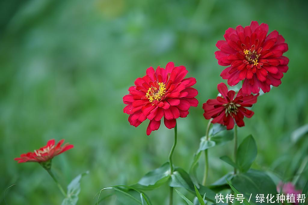 百日草代表“步步高升”,开花时间可达100天,生命力顽强