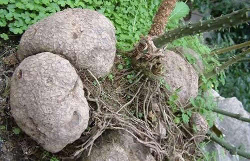 汗疱疹|有一味中药解毒，除湿，利关节，每日服用可以有效预防痛风