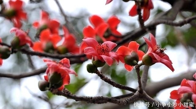 种植|最适合庭院、屋顶绿化种植的植物,各月开花顺序整理,不收藏吗?