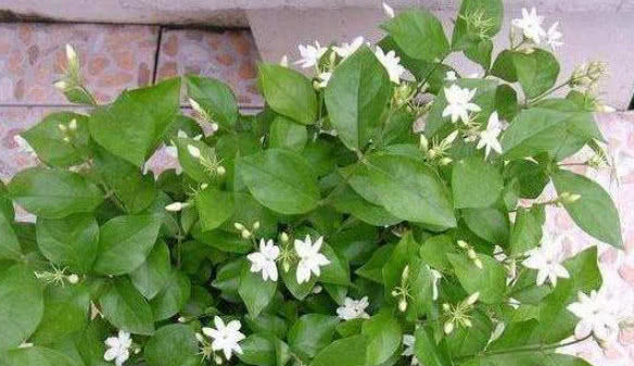 养不好花推荐1个小配方,叶绿花艳长得旺,年年花开效果好