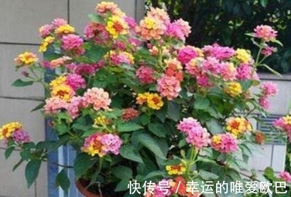 香雪球|家养这些花，好养易爆盆，花色清新又美丽，懒人也能轻松养爆盆