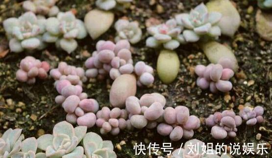 多肉盆栽不用买，有片叶子就能扦插出一盆，真好养