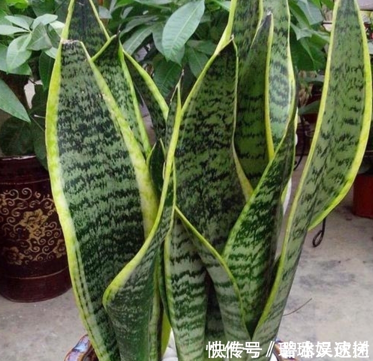 居家就养此款花卉,不闻不问,越不管长得越旺,懒人新手最适合!