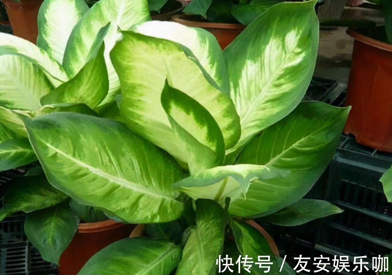 富人爱养这“4种”花,摆在客厅能“旺家”,对身体也有利