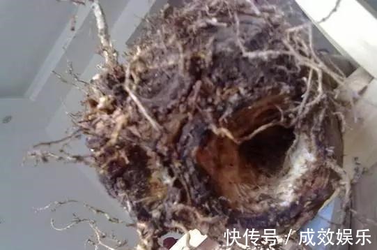 盆栽养花发财树这样养,再也不烂根,开花结果黑油亮