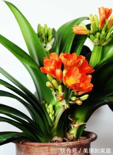 秋天|想要君子兰快速开花?教你3招,学会了叶片油亮,绽放层叠群花
