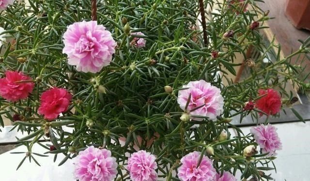 有院子一定要养“2种”花，剪1根枝条“沾土就活”，变成小花园！