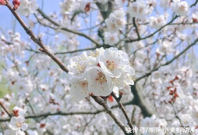 双龙湖湿地赏花、踏春