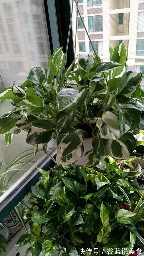 塑料瓶扔了太可惜！用来养绿萝，效率高，成活快，一养一大片！