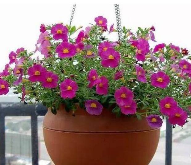 浇水|以下10种全年都能开花的室内盆栽,超好养护又容易爆盆!