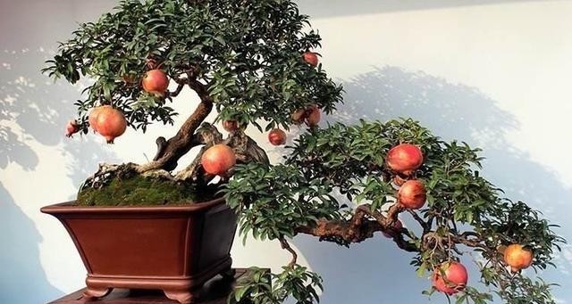 橘子|3种盆景,完全不怕寒冷,下雪也好好的,北方的花友就养它吧