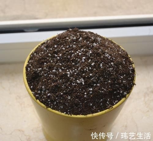 旧土|这4种土不能养花,很容易招虫烂根,养啥花都活不久