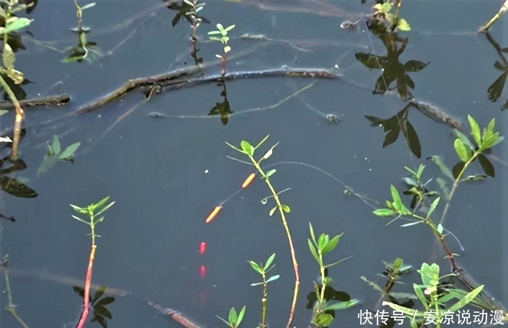 钓鱼就一定要“钓草”？“钓草”怎样选择其钓点位置？