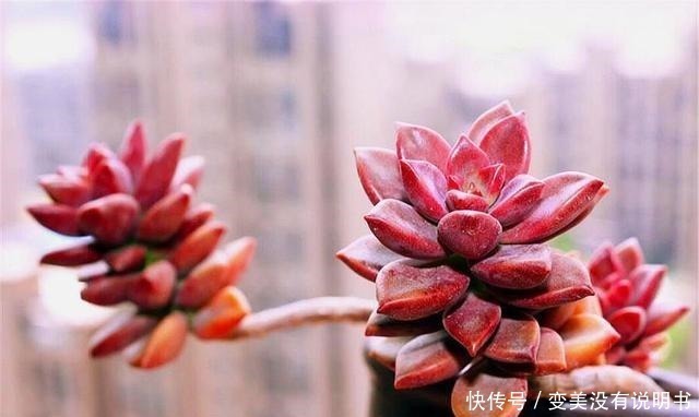 格调|3种最容易养成悬崖桩的多肉，养护简单色彩绚烂，高贵大气有格调！