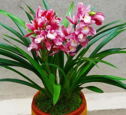 爆盆|家有阳台别浪费了,此兰是香花之首,花香最浓,是“爆盆小能手”