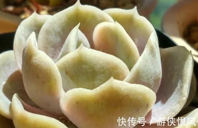 多肉长气根危害大,弄清这些原因,对症下药不用慌