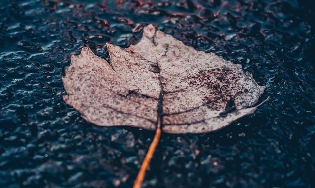 老年|“殷勤谢红叶,好去到人间”,人世恬淡,随缘自在