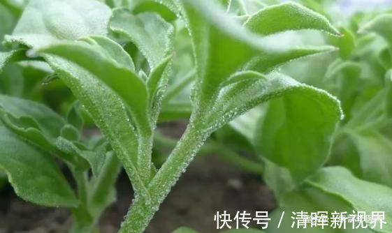 野菜|几种不起眼的野菜,坚持常吃,预防感冒,消除疲劳,排毒养颜
