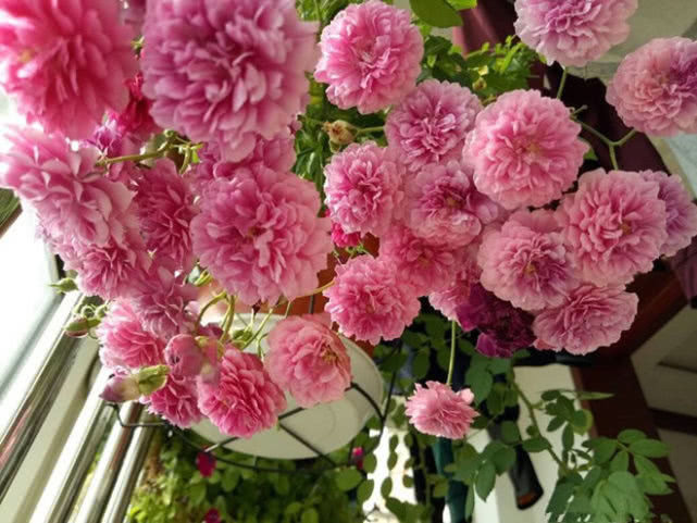 一盆能开100朵，它最易“爆花”，1年4季都能开，十分壮观