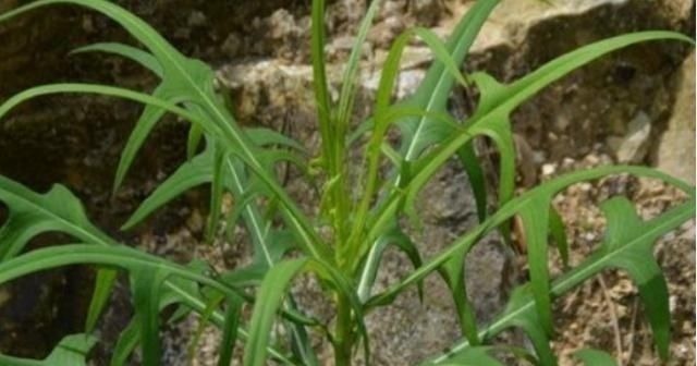 药用价值|农村一种野草叫“山莴苣”，路边遇见请珍惜，却是上佳的野菜