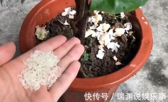 花盆中撒一把，不管多焉多难养的花，都会新芽猛长，花开爆盆