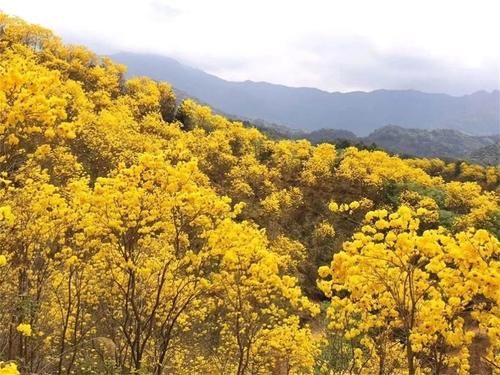 【醉美吕田】黄花风铃璀璨开满山！鹰嘴桃花粉嫩涨满屏！油菜花灿烂铺满地！