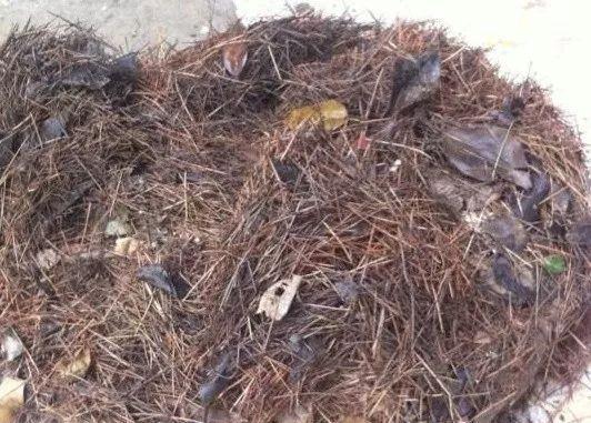 拿它一捂,长寿蟹爪兰嗖嗖冒花苞,多肉呼呼胖三圈