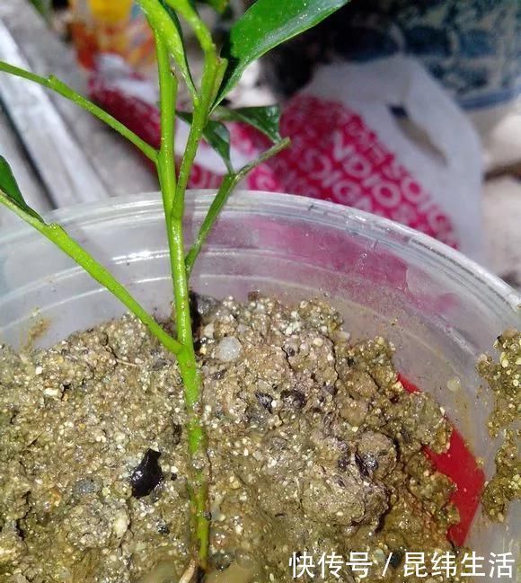 养花|养花爱好者看过来这15种花现在“扦插”,生根快,一个周就长芽