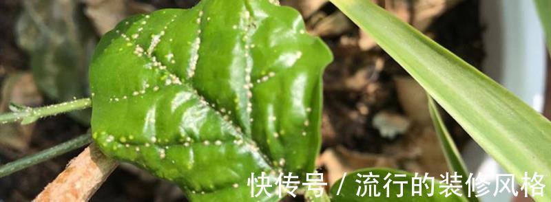 肥皂块|怎么消灭蚧壳虫？用这几种办法，既不会伤害花草又省钱高效