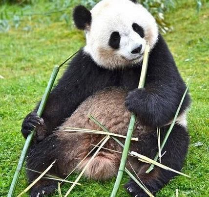中国10大国宝动物 大熊猫和扬子鳄均上榜 有一些濒临灭绝 快资讯