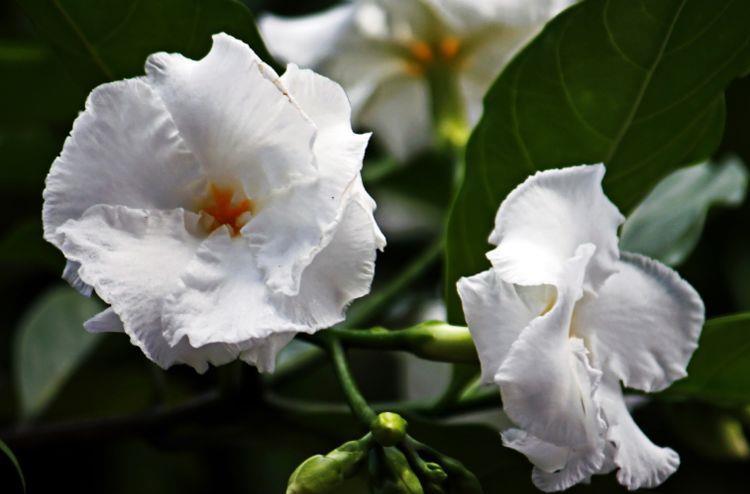 花朵|从8月12日开始，家养此款花卉，芳香满阳台，花期一到开不停歇