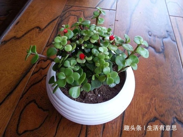 2种盆栽再丑，也要养在家里！不仅吸甲醛，还让白发“乌黑”发亮