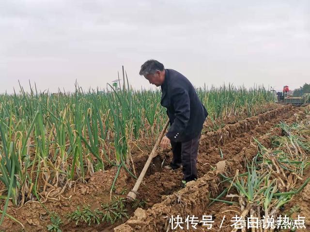 苗发勇|济南章丘大葱价格高,葱农们很无奈,看看他们说的