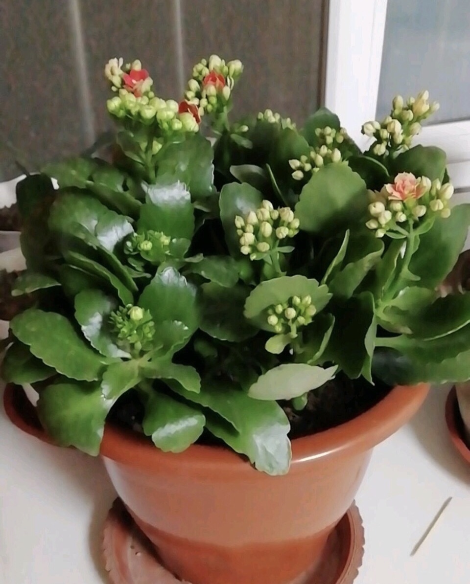 进入11月中旬,长寿花冒出花芽,别做“3件”错事,小心全毁了